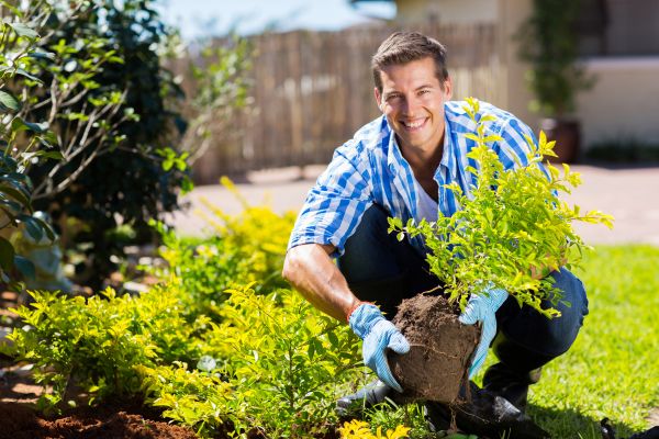 Bush Planting Service in Clearfield