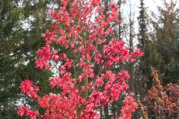 Japanese Maple Planting in Clearfield