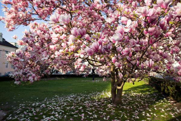Magnolia Tree Planting in Clearfield