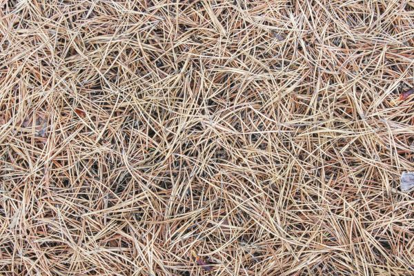 Pine Straw Installation in Clearfield