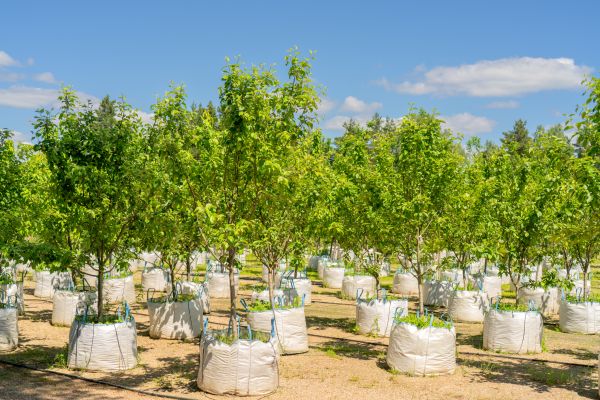 Tree Planting Service in Clearfield