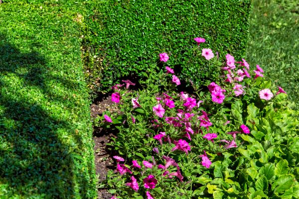 Softscaping Service in Clearfield