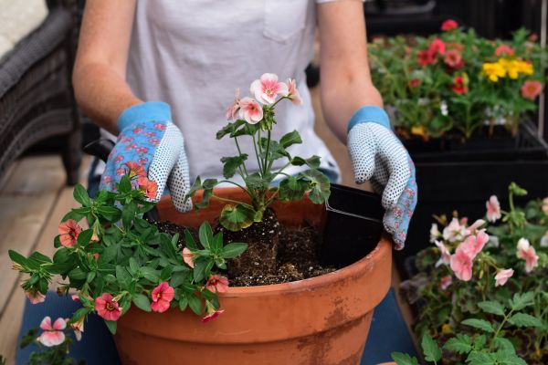 Plant Care Service in Clearfield