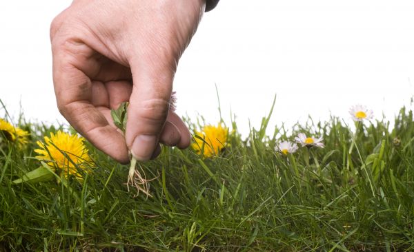 Lawn Weeding in Clearfield