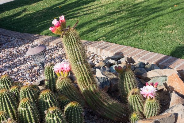 Desert Landscaping in Clearfield
