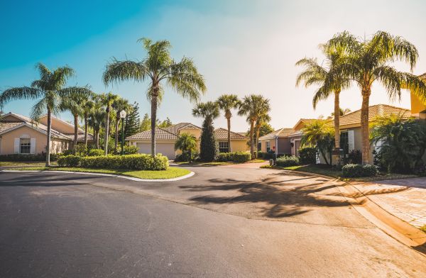 Palm Tree Landscaping in Clearfield