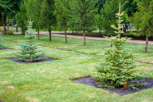 Privacy Trees Planting in Clearfield