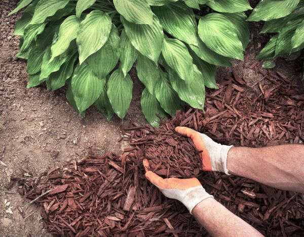 Bark Spreading in Clearfield