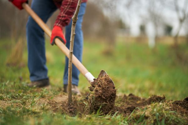 Trees Planting in Clearfield