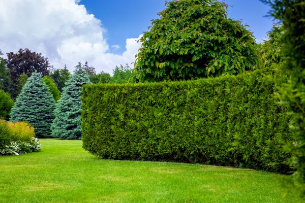 Hedge Landscaping in Clearfield