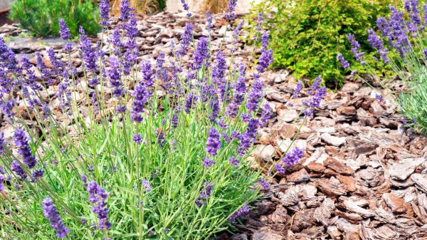 Pine Bark Landscaping in Clearfield