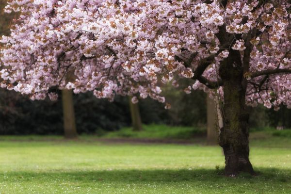 Cherry Tree Planting in Clearfield