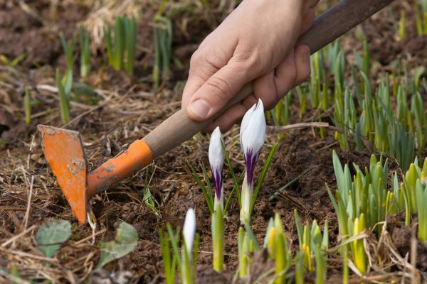Flower Garden Weeding in Clearfield