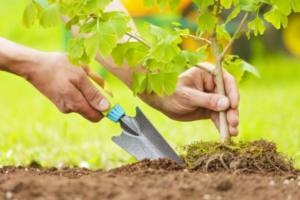 Fruit Tree Planting in Clearfield