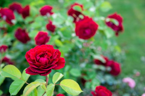 Rose Planting in Clearfield