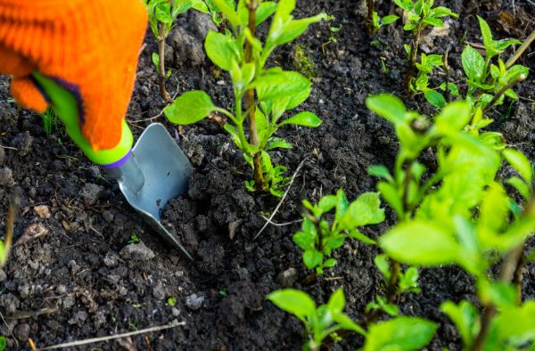 Hydrangea Planting in Clearfield