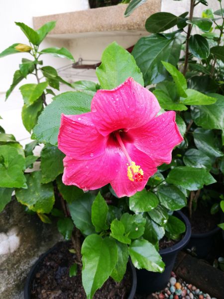 Hibiscus Planting in Clearfield