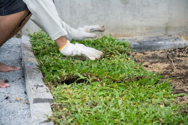 Ground Cover Planting in Clearfield