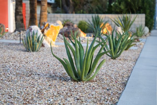 Drought Resistant Landscaping in Clearfield