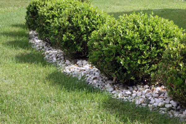 Boxwood Planting in Clearfield
