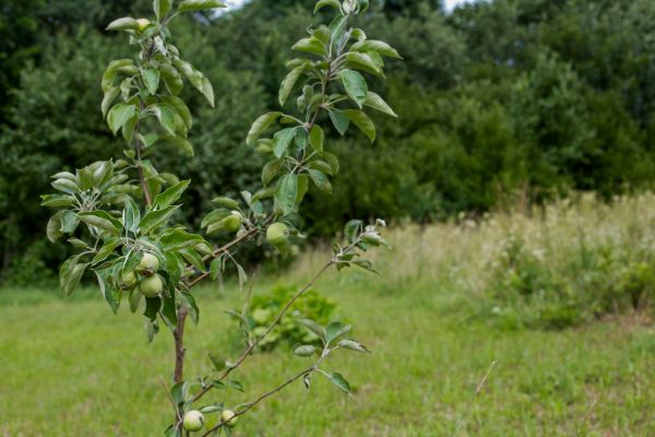 Apple Tree Planting in Clearfield